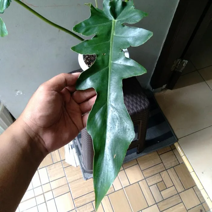 Philodendron Bob Cee