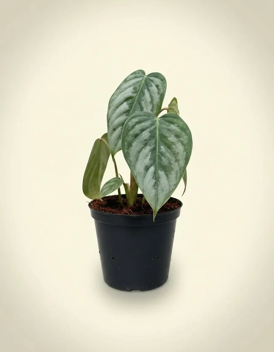 Philodendron Brandtianum (Philodendron brandtianum) live botanical specimen
