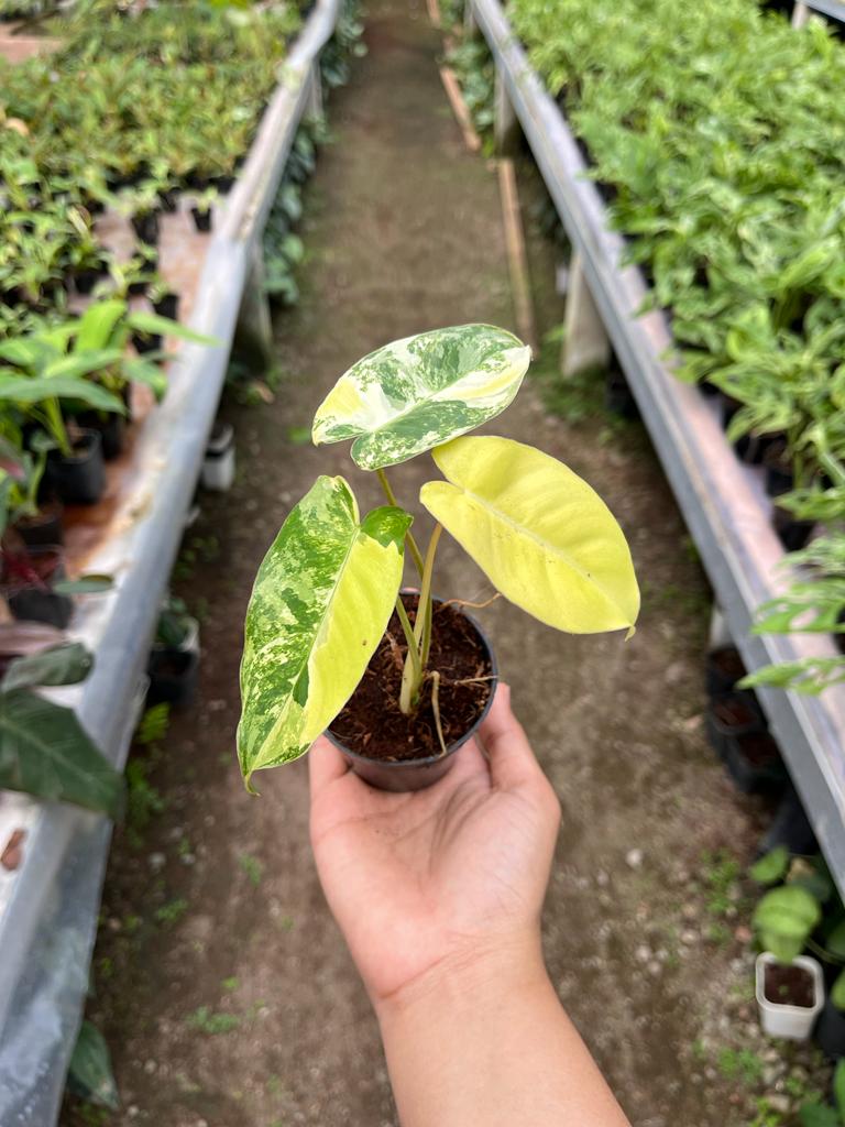 Philodendron Burle Marx