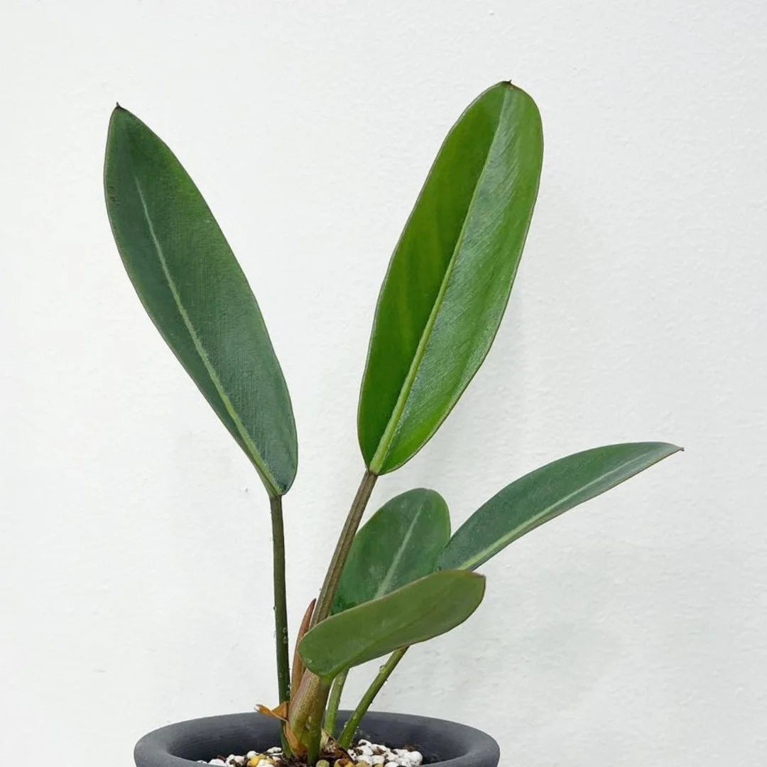 Philodendron Callosum (Philodendron callosum) live botanical specimen