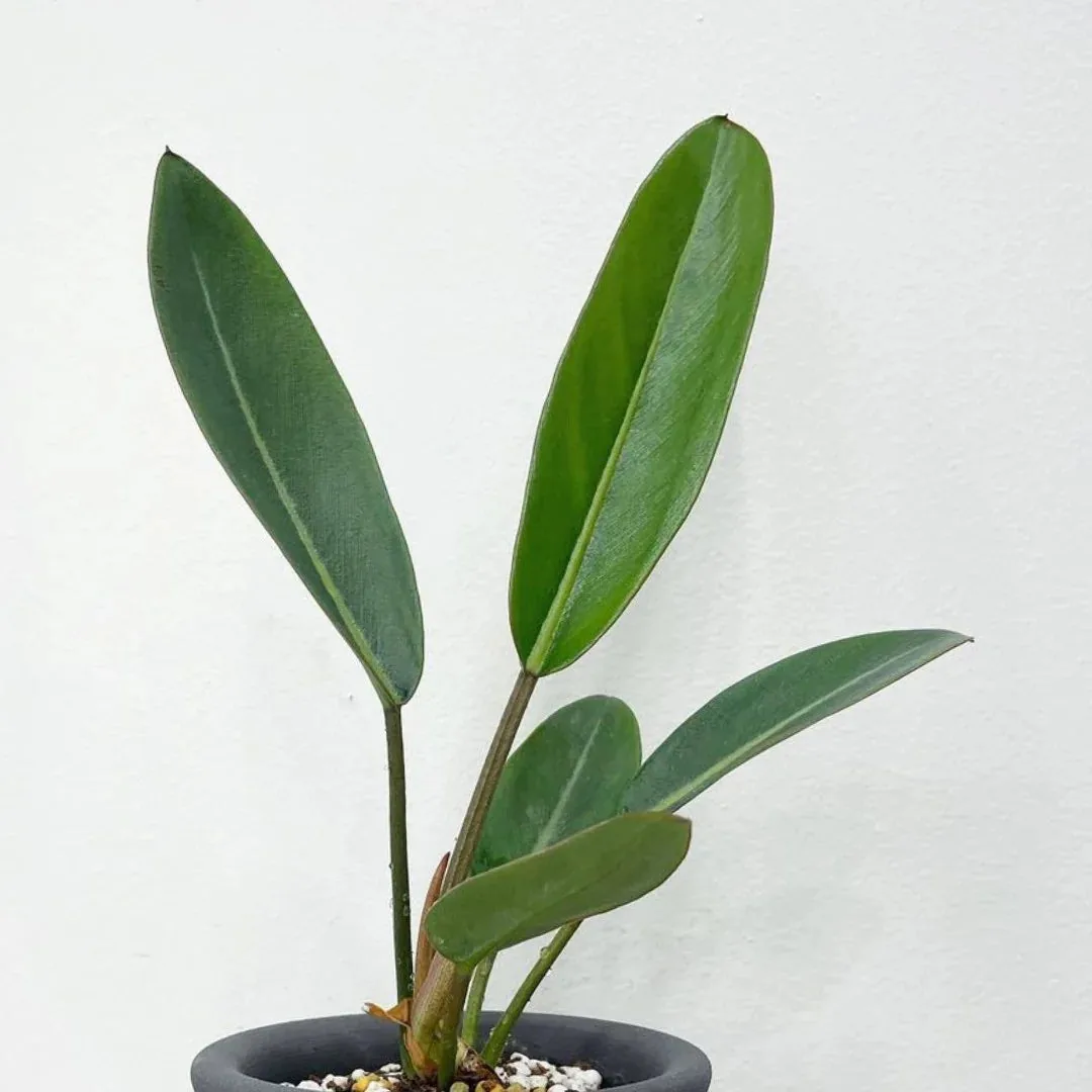 Philodendron Callosum