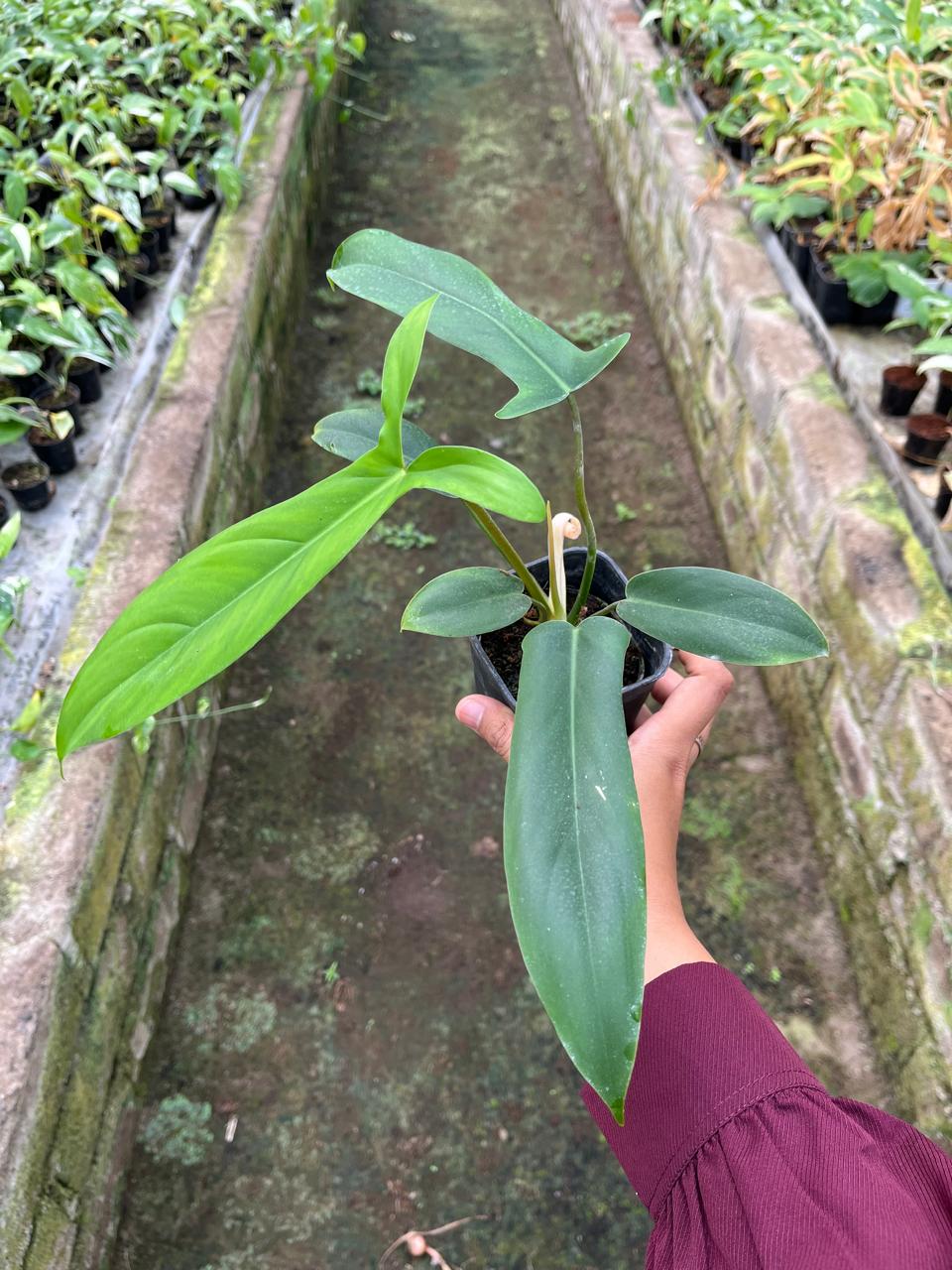 Philodendron Code (Philodendron code) live botanical specimen