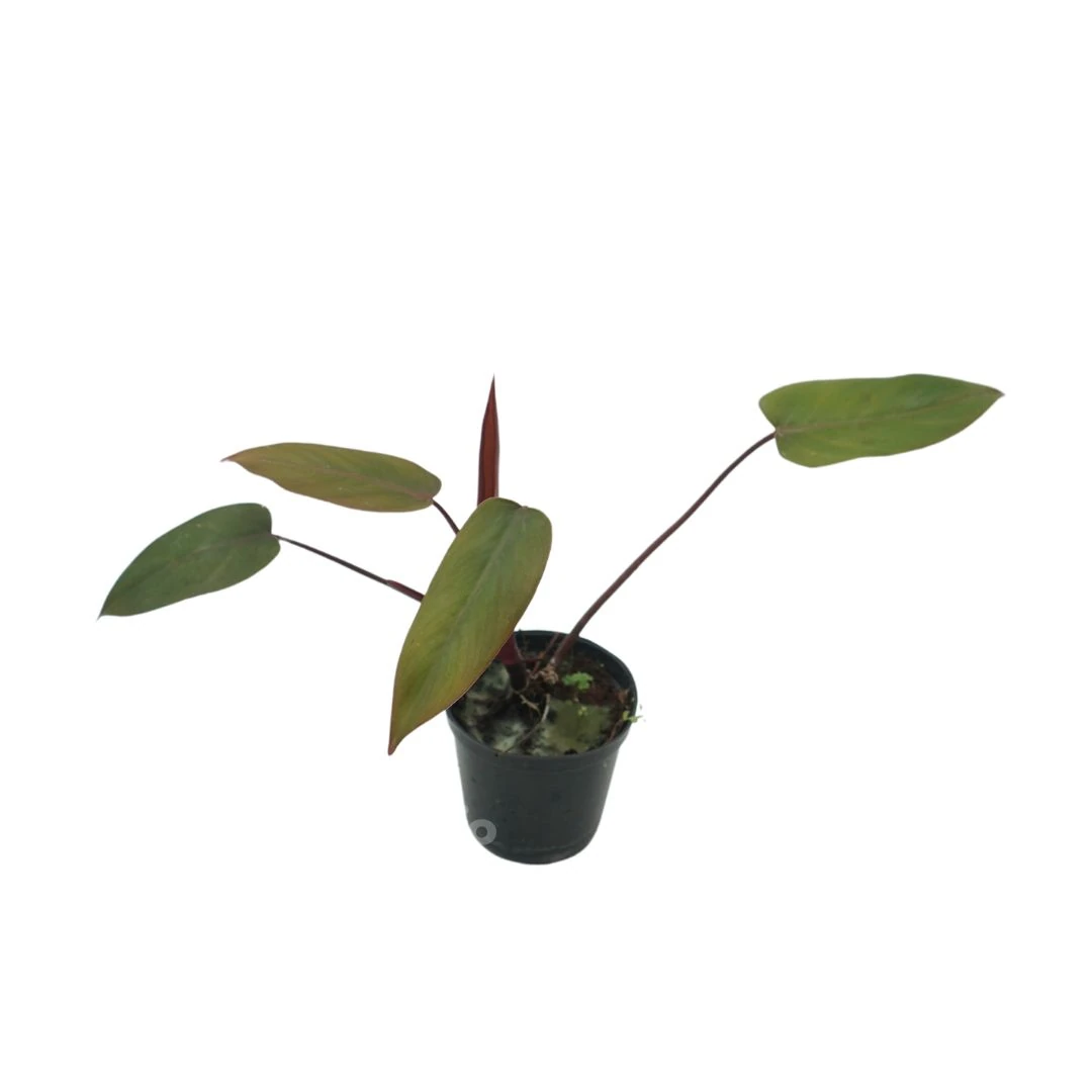 Philodendron Dark Lord (Philodendron dark) live botanical specimen