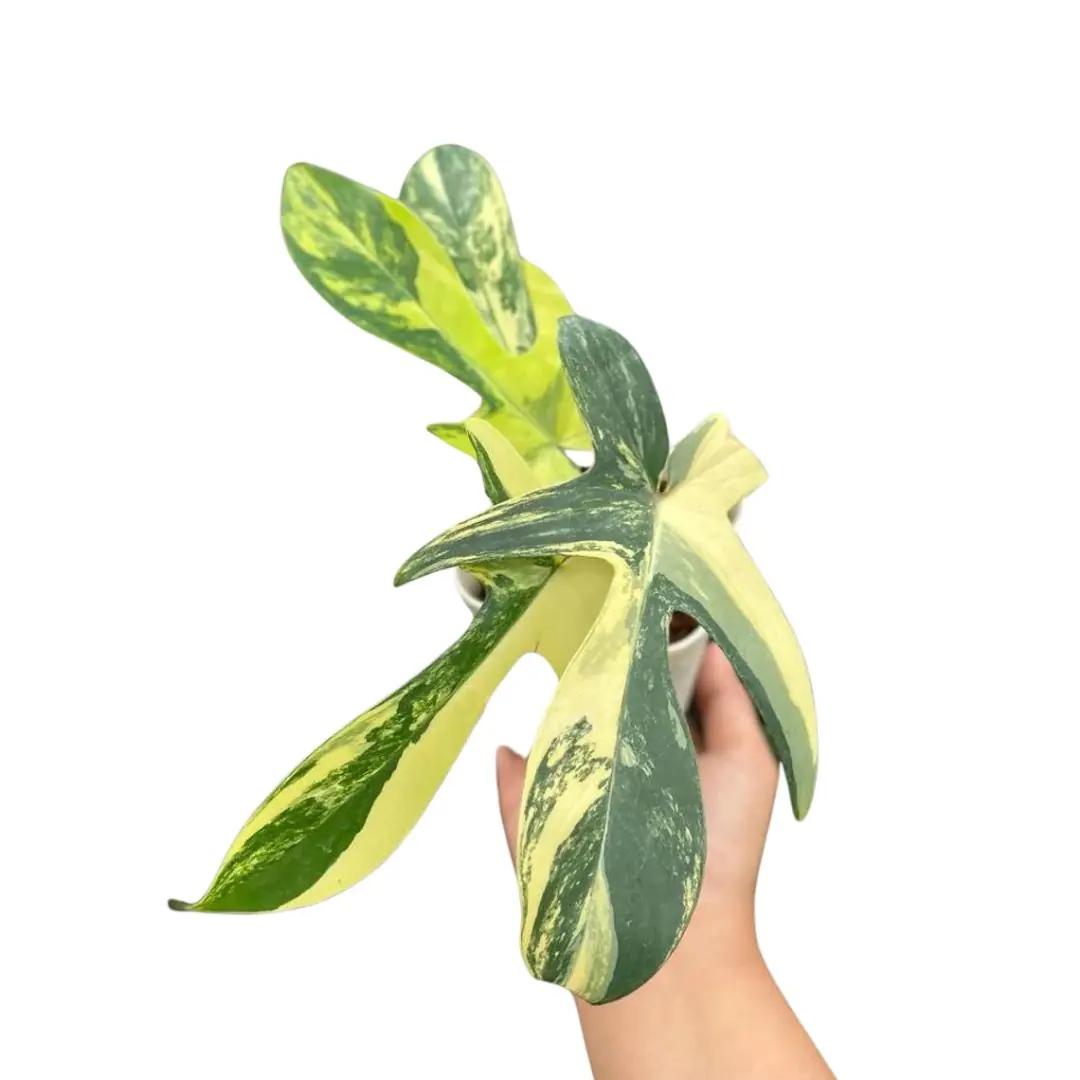 Philodendron Florida Beauty (Philodendron florida) live botanical specimen