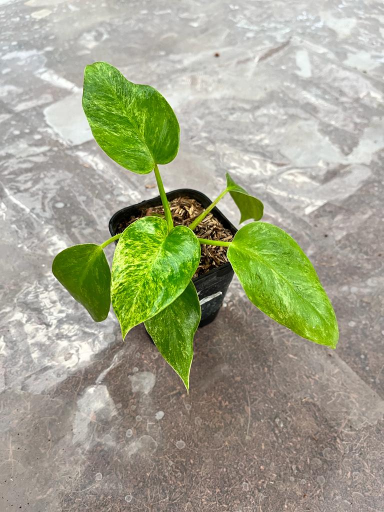 Philodendron Giganteum (Philodendron giganteum) live botanical specimen