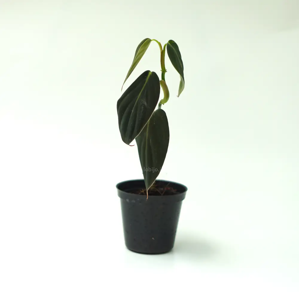 Philodendron Gigas (Philodendron gigas) live botanical specimen