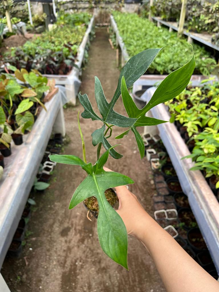 Philodendron Gladhands (Philodendron gladhands) live botanical specimen