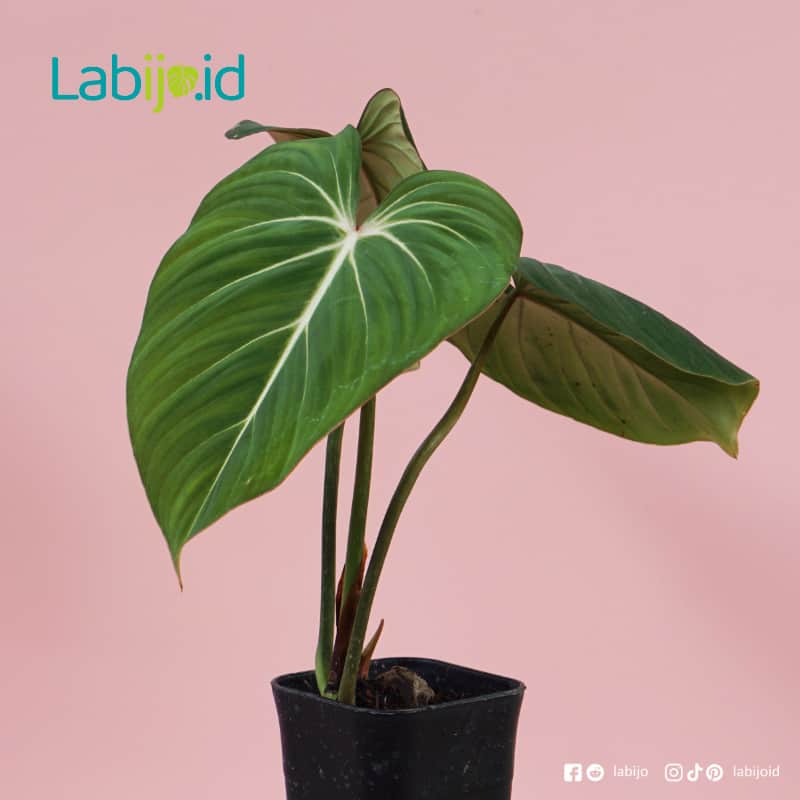 Philodendron Gloriosum (Philodendron gloriosum) live botanical specimen