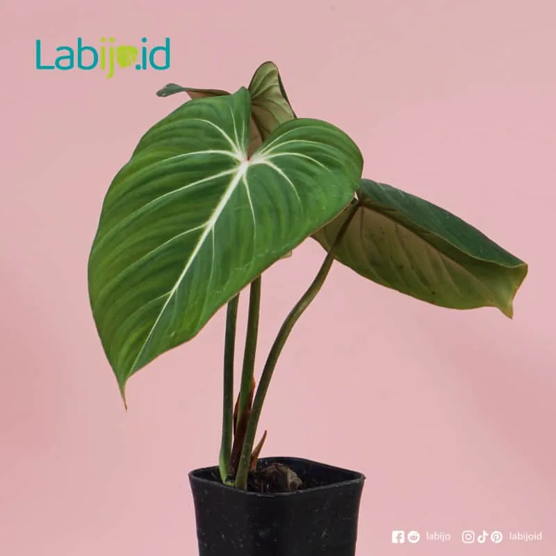 Philodendron Gloriosum