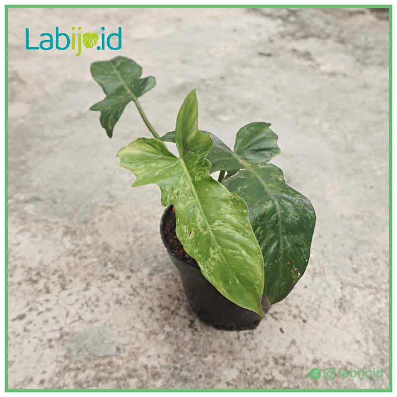 Philodendron Golden Dragon Variegated (Philodendron golden) live botanical specimen