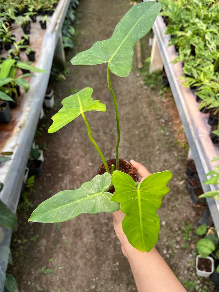 Philodendron Golden Dragon