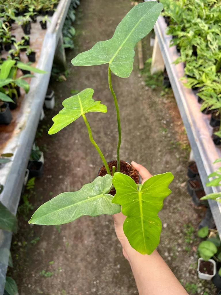 Philodendron Golden Dragon