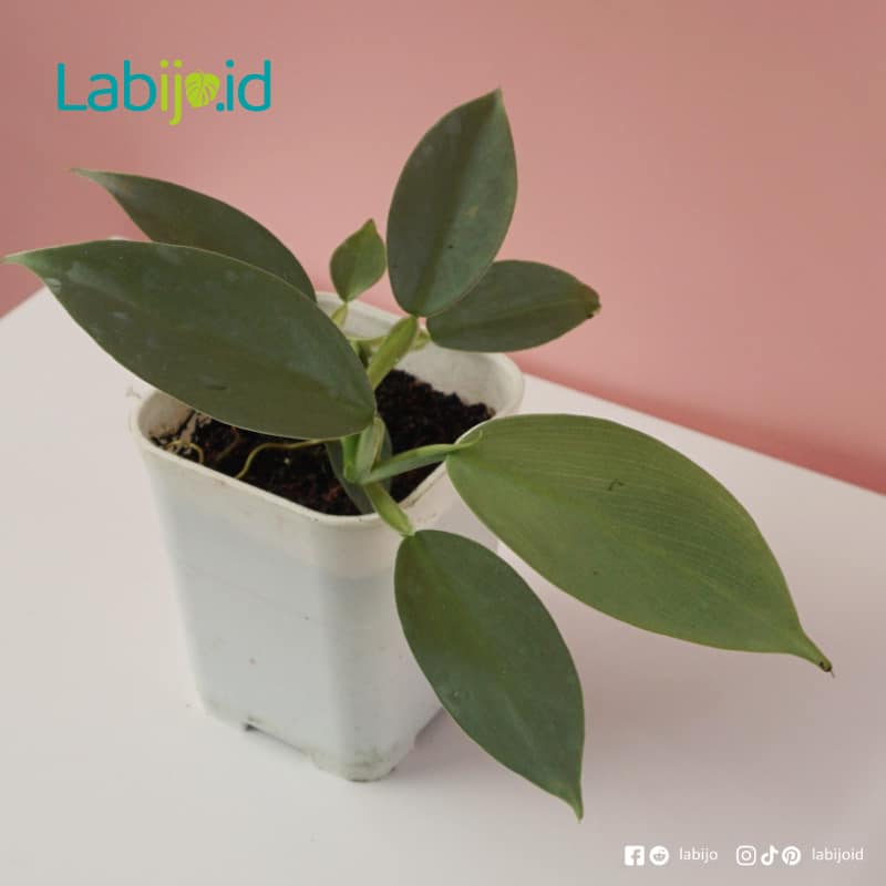 Philodendron Hastatum (Philodendron hastatum) live botanical specimen