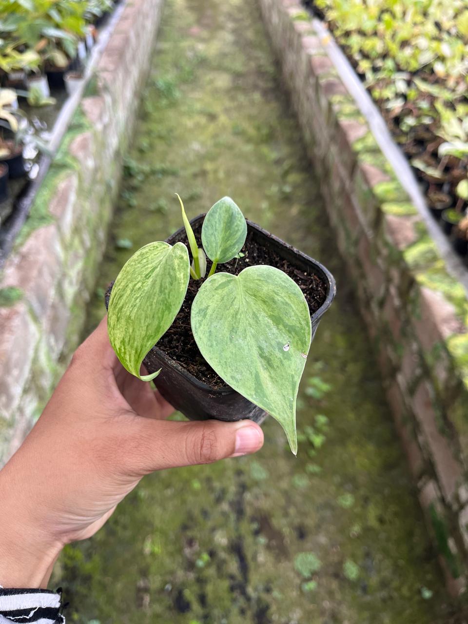Philodendron Hederaceum Variegated (Philodendron hederaceum) live botanical specimen