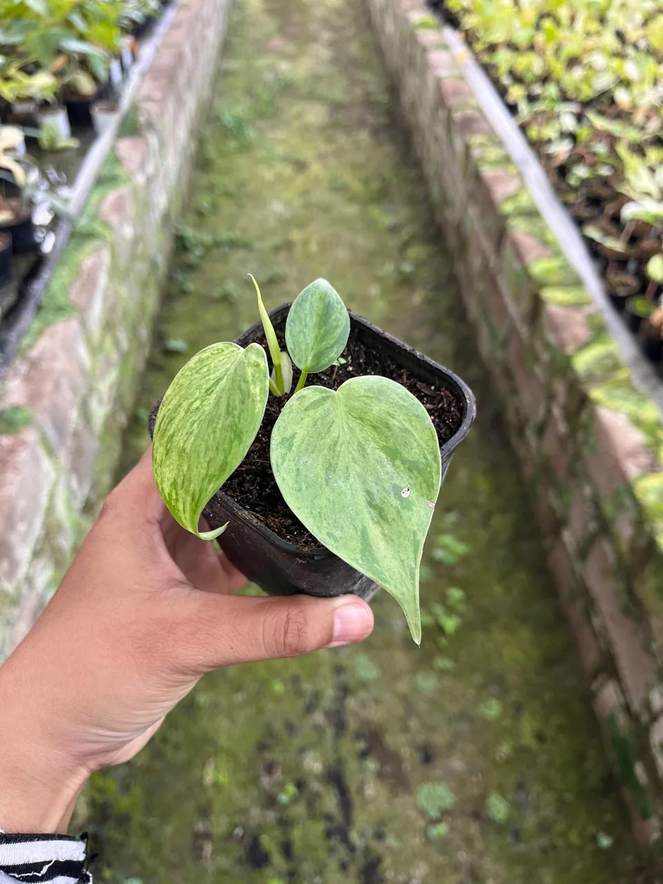 Philodendron Hederaceum Variegated