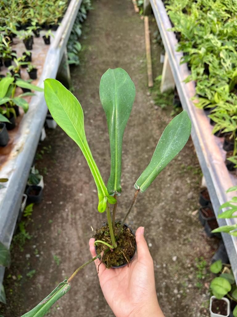 Philodendron Joepii (Philodendron joepii) live botanical specimen