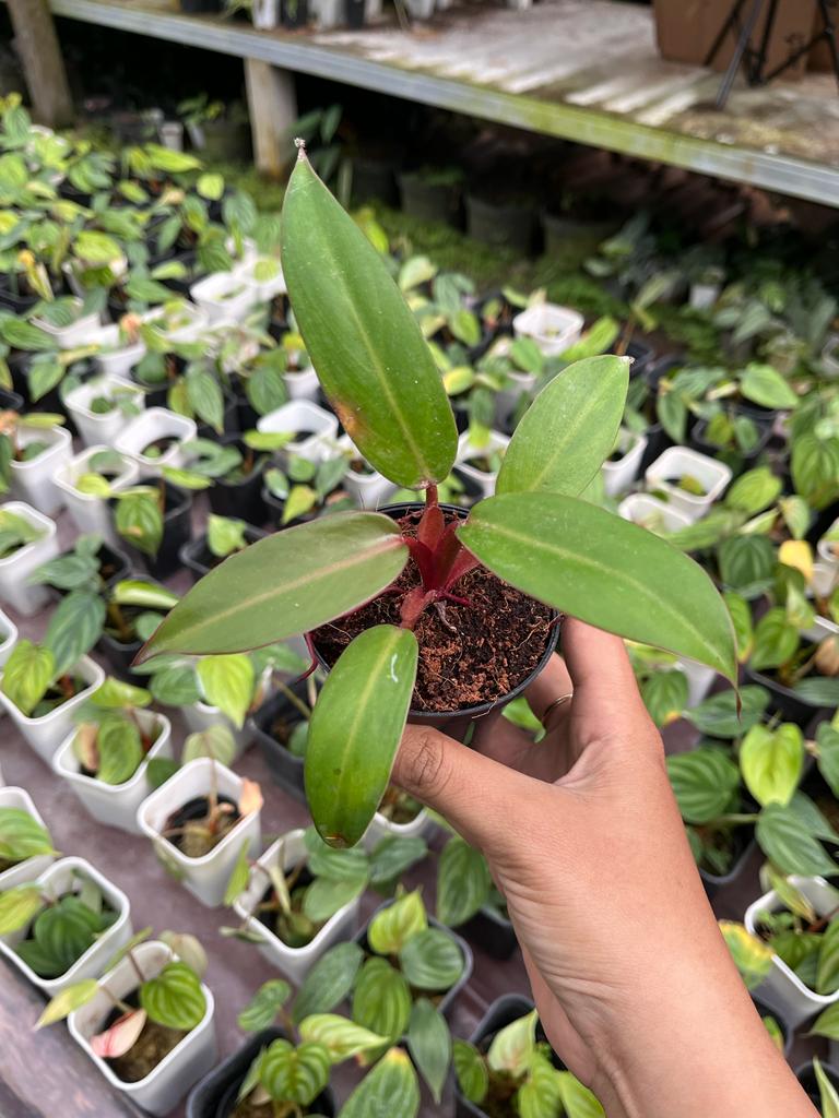 Philodendron Jose Buono Hybrid Red (Philodendron jose) live botanical specimen