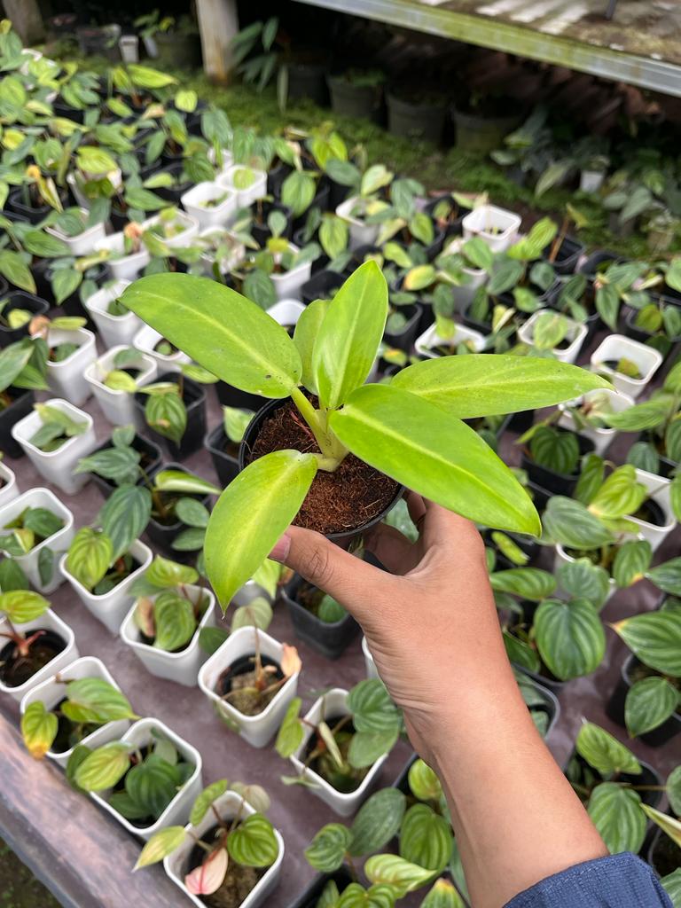 Philodendron Jose Buono Hybrid Yellow