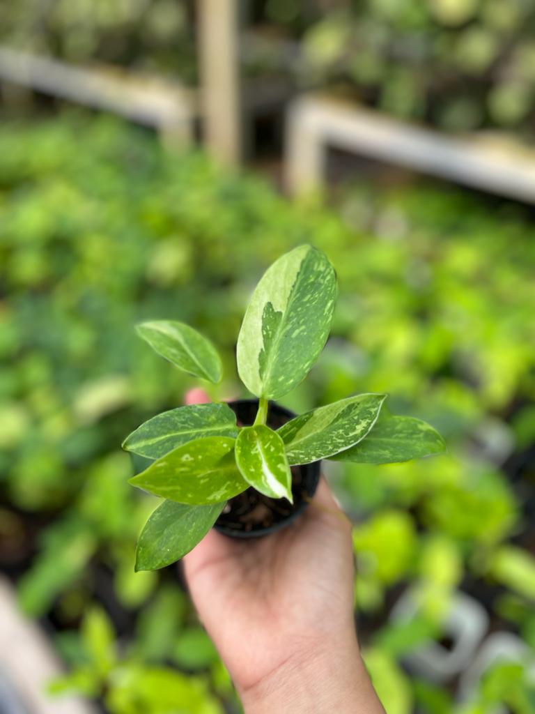 Philodendron Jose Buono Variegated