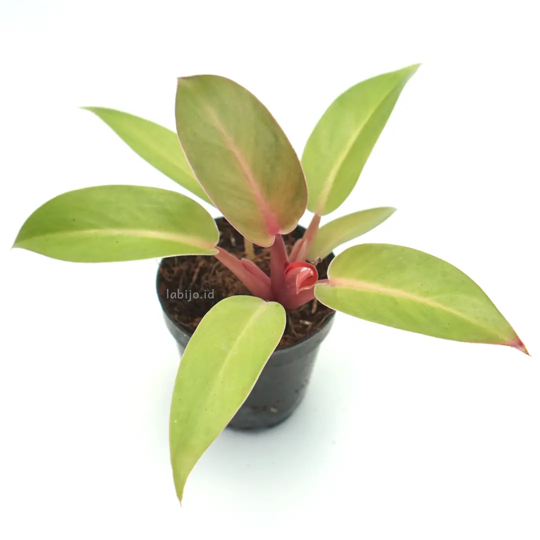 Philodendron Jose Buono (Philodendron jose) live botanical specimen