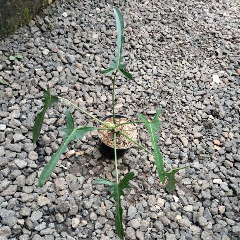Philodendron Longilobatum (Philodendron longilobatum) live botanical specimen