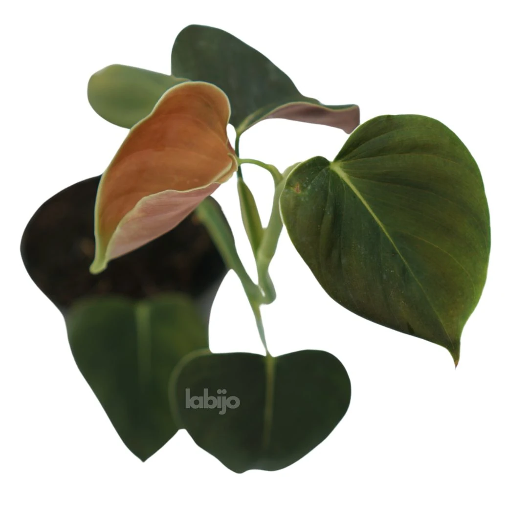 Philodendron Lupinum (Philodendron lupinum) live botanical specimen