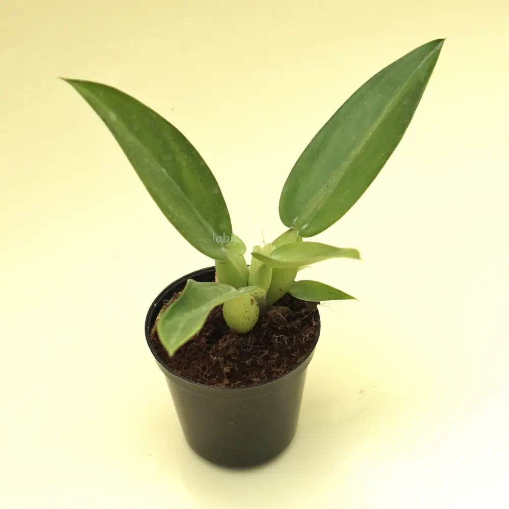 Philodendron Martianum (Philodendron martianum) live botanical specimen