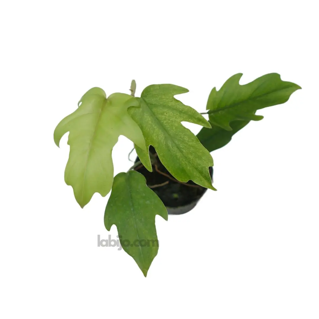 Philodendron Mayoi (Philodendron mayoi) live botanical specimen