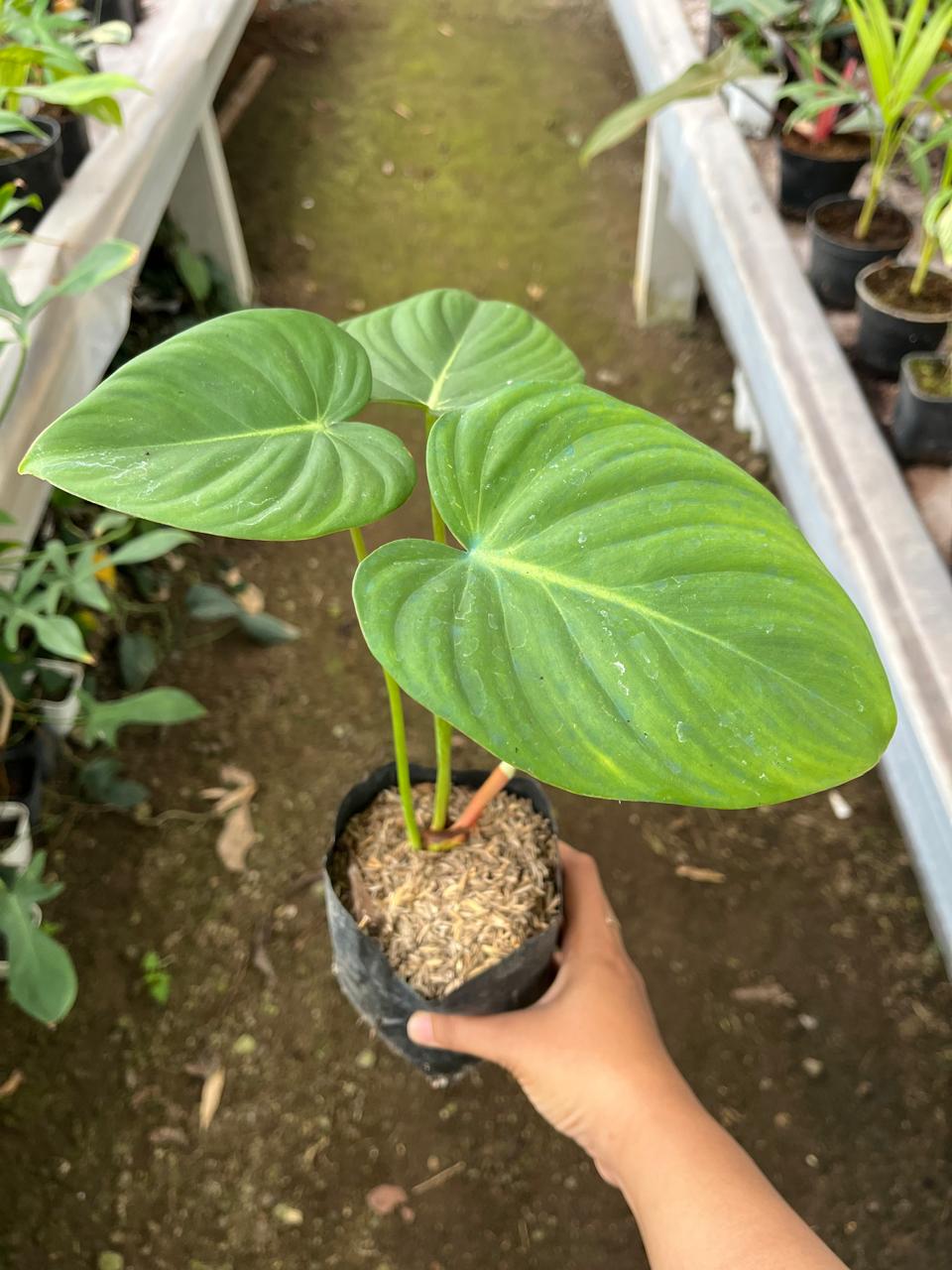 Philodendron Mcdowell (Philodendron mcdowell) live botanical specimen
