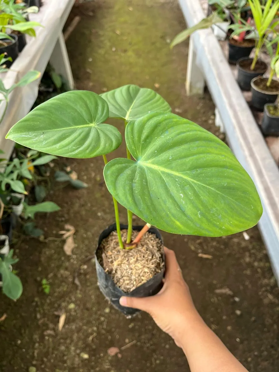 Philodendron Mcdowell