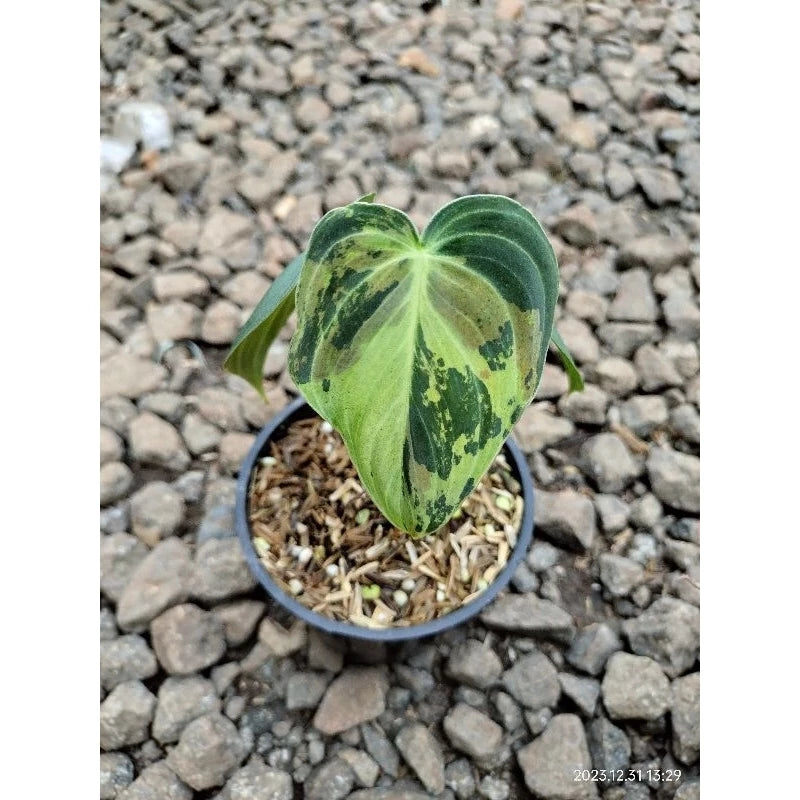 Philodendron Melanochrysum Variegated (Philodendron melanochrysum) live botanical specimen