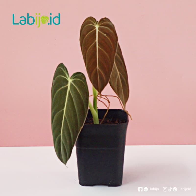 Philodendron Melanochrysum (Philodendron melanochrysum) live botanical specimen