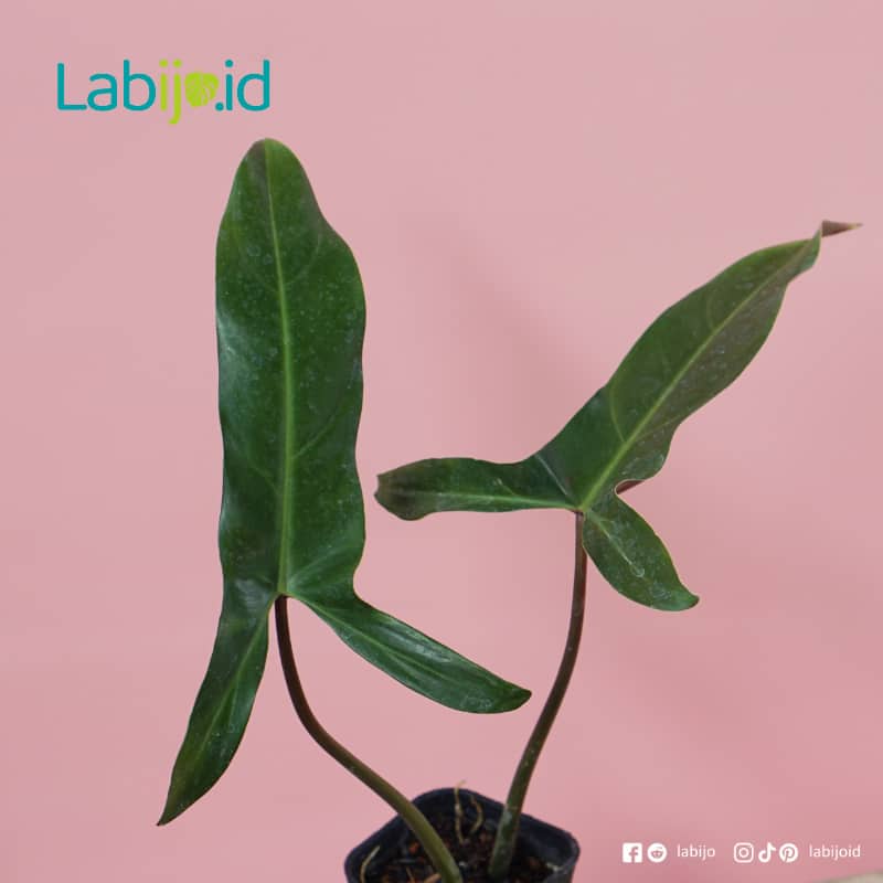 Philodendron Mexicanum (Philodendron mexicanum) live botanical specimen