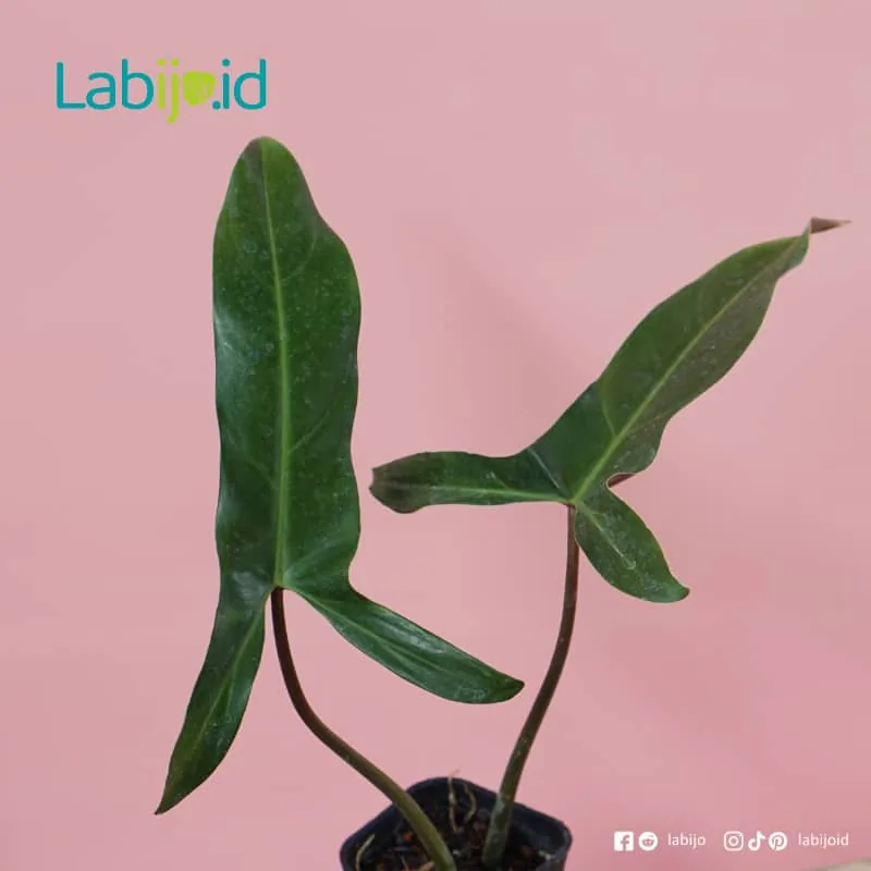 Philodendron Mexicanum