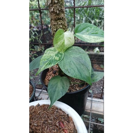 Philodendron Micans Variegata (Philodendron micans) live botanical specimen
