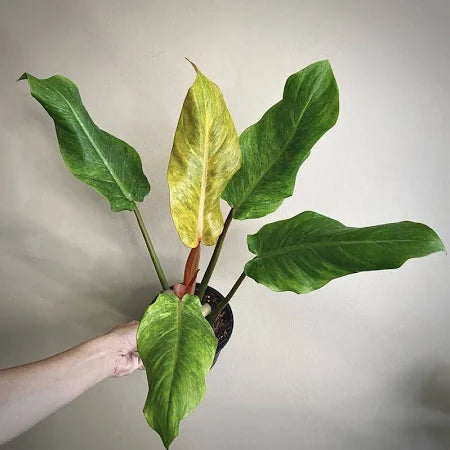 Philodendron Orange Marmalade (Philodendron orange) live botanical specimen