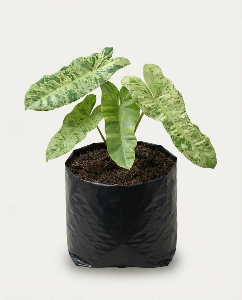 Philodendron Paraiso Verde (Philodendron paraiso) live botanical specimen