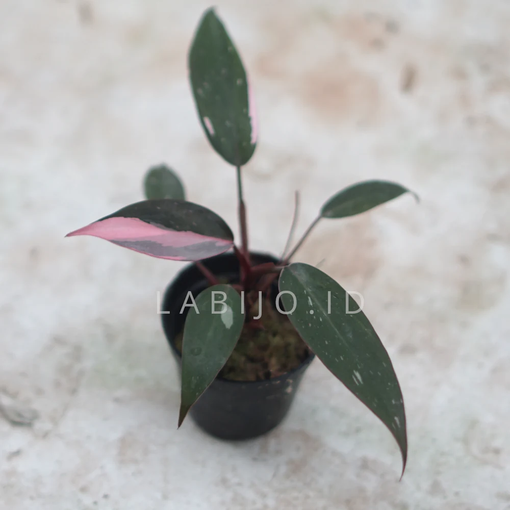Philodendron Pink Princess (Philodendron pink) live botanical specimen