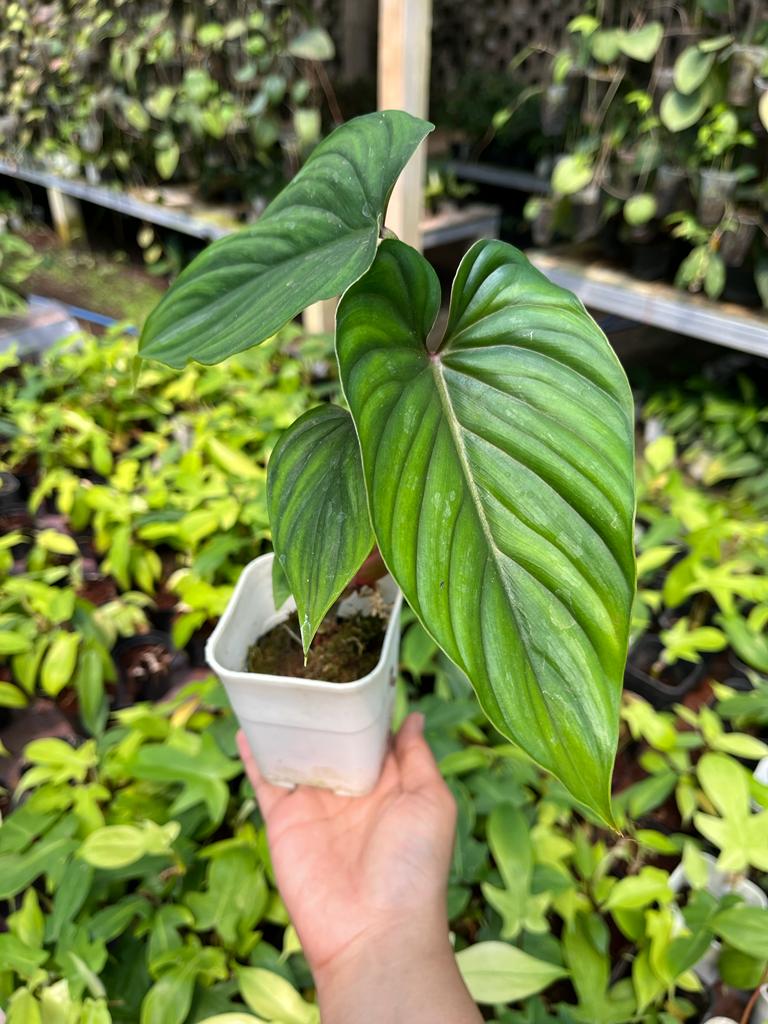 Philodendron Plowmanii (Philodendron plowmanii) live botanical specimen