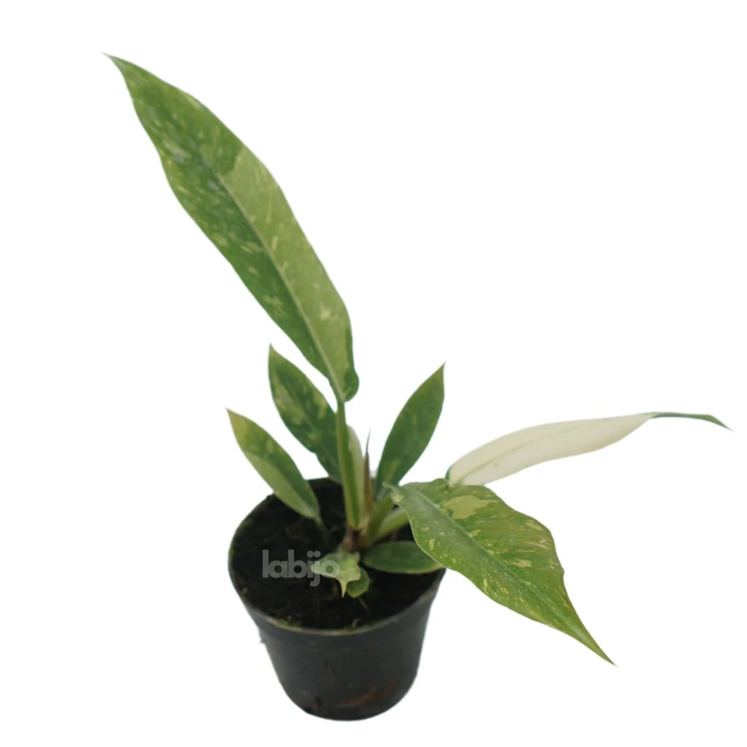 Philodendron Ring Of Fire (Philodendron ring) live botanical specimen