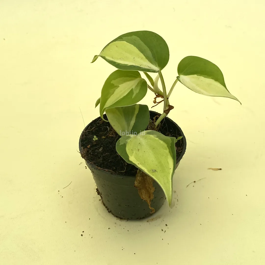 Philodendron Rio (Philodendron rio) live botanical specimen