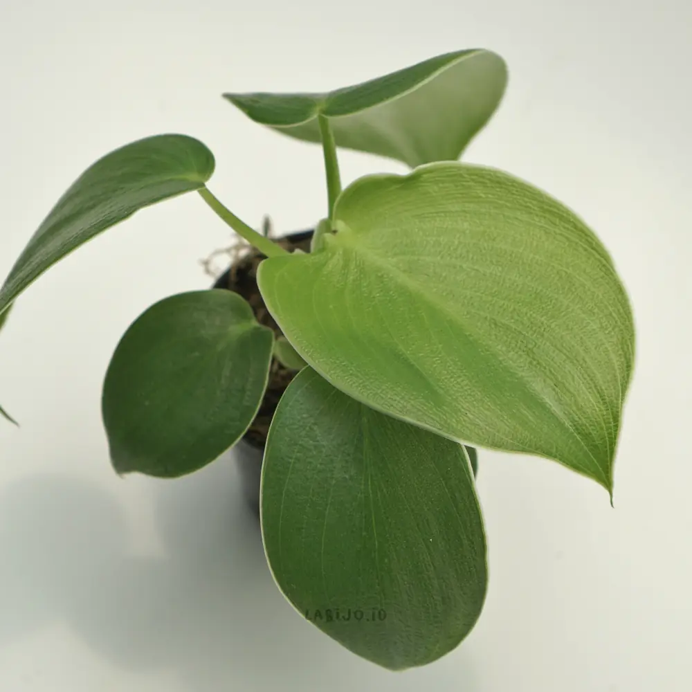 Philodendron Rugosum (Philodendron rugosum) live botanical specimen