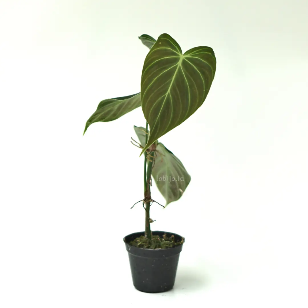 Philodendron Splendid (Philodendron splendid) live botanical specimen