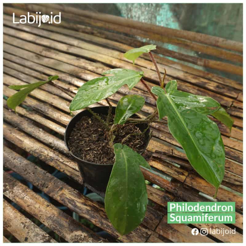 Philodendron Squamiferum (Philodendron squamiferum) live botanical specimen