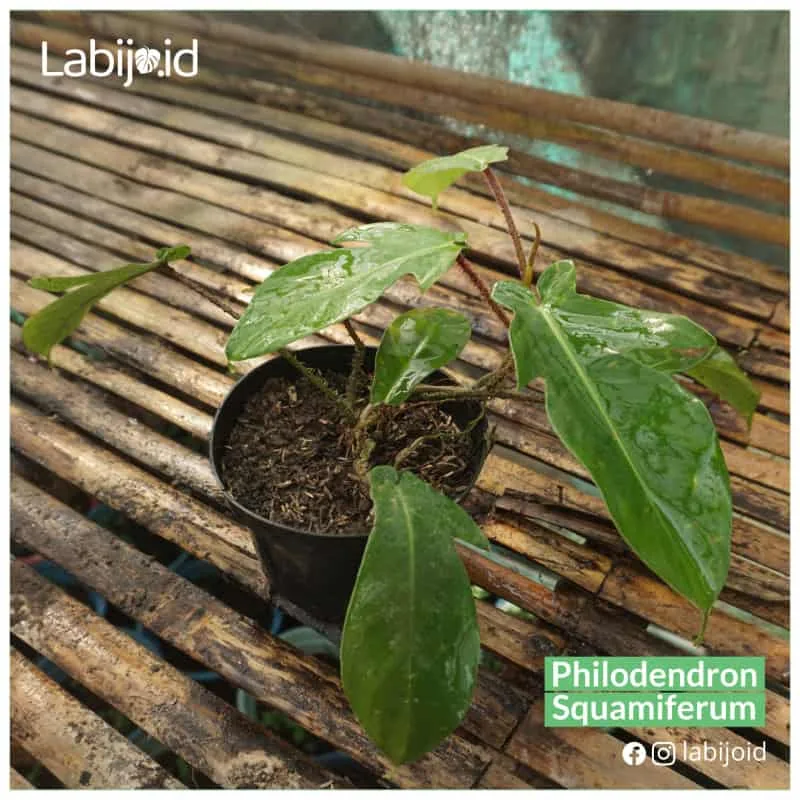 Philodendron Squamiferum