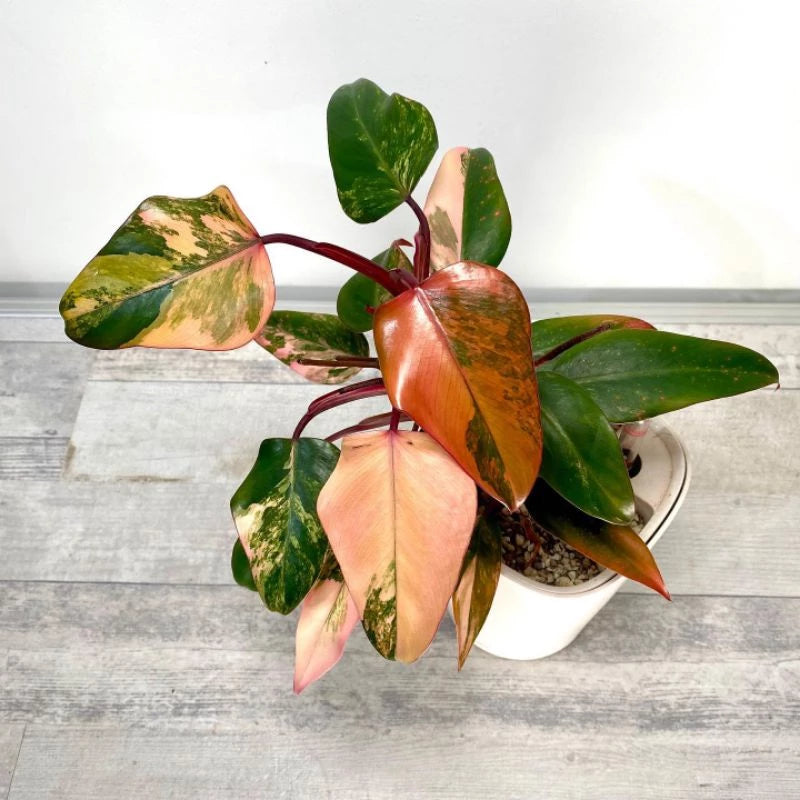 Philodendron Strawberry Shake (Philodendron strawberry) live botanical specimen