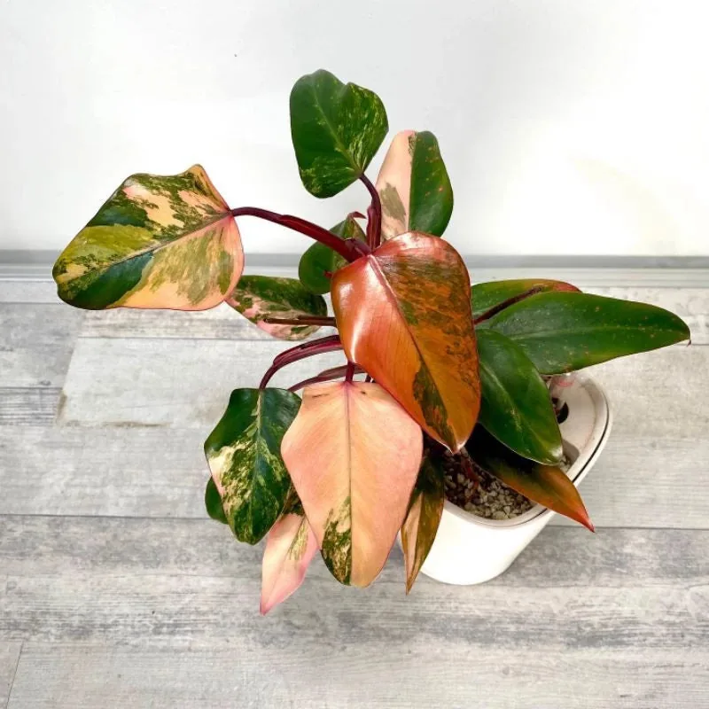 Philodendron Strawberry Shake
