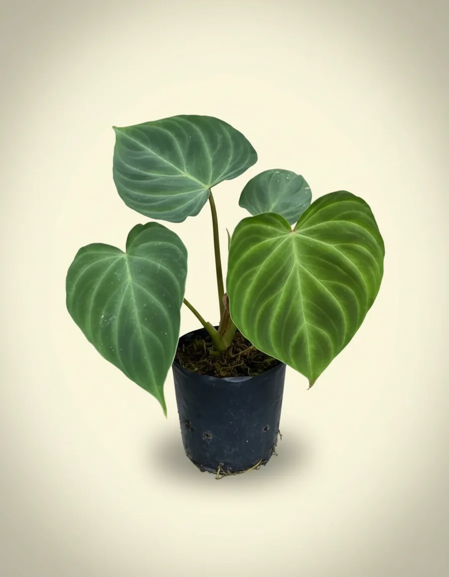 Philodendron Verrucosum