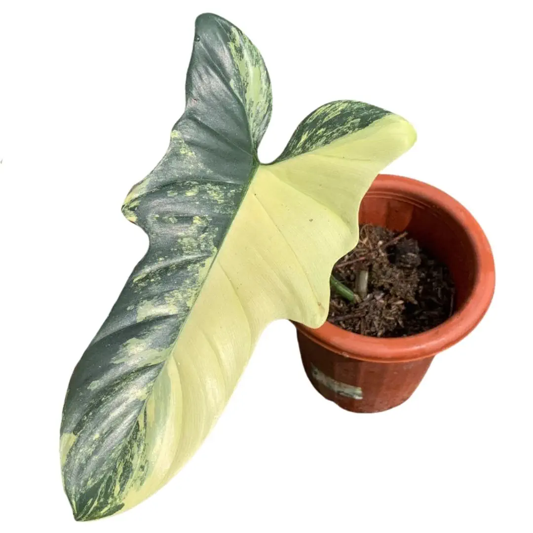 Philodendron Violin Variegated (Philodendron violin) live botanical specimen