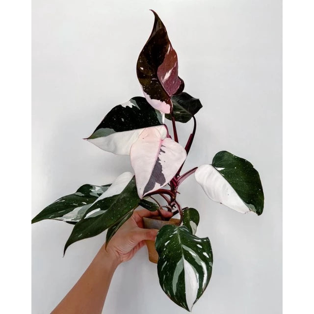 Philodendron White Anderson (Philodendron white) live botanical specimen